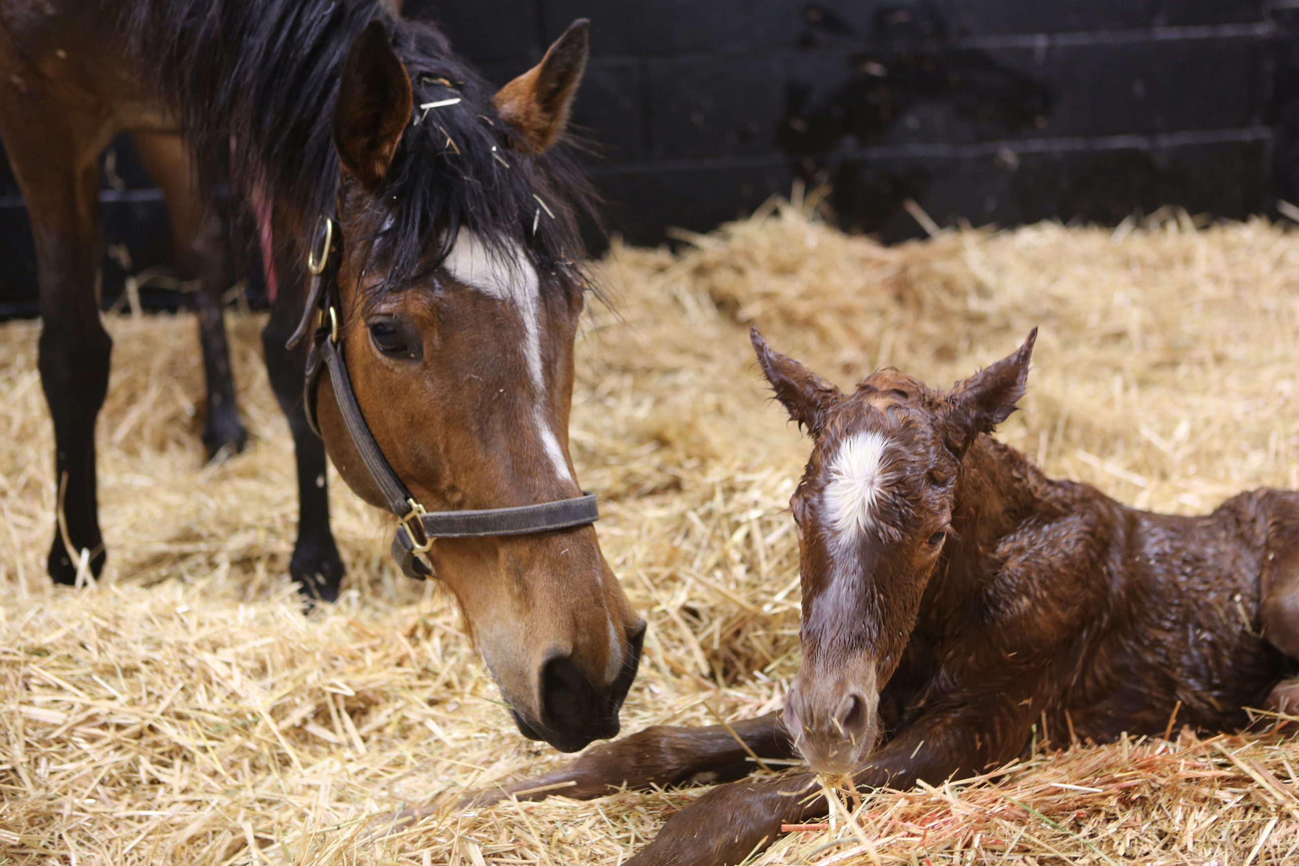 Enable welcomes second foal - Juddmonte