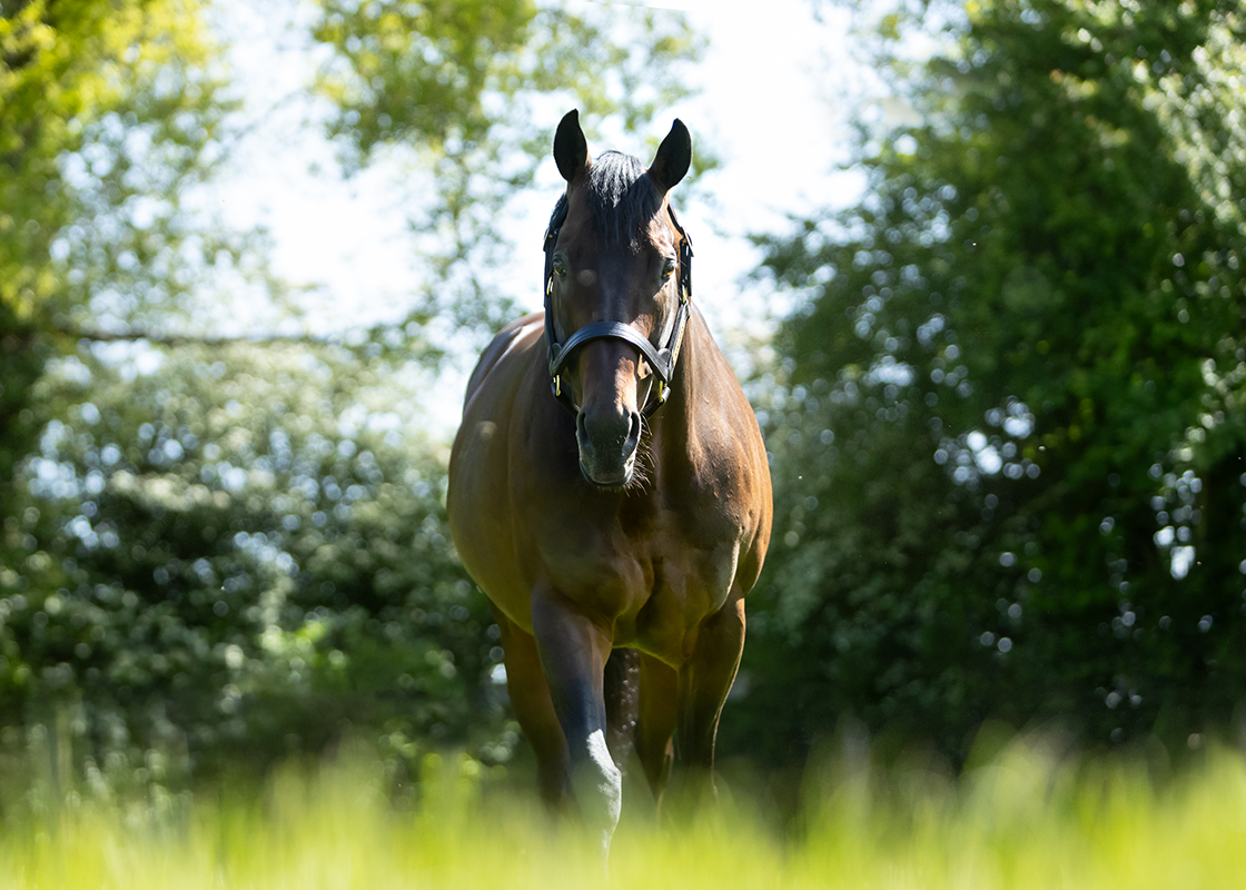 Juddmonte Farms Inc