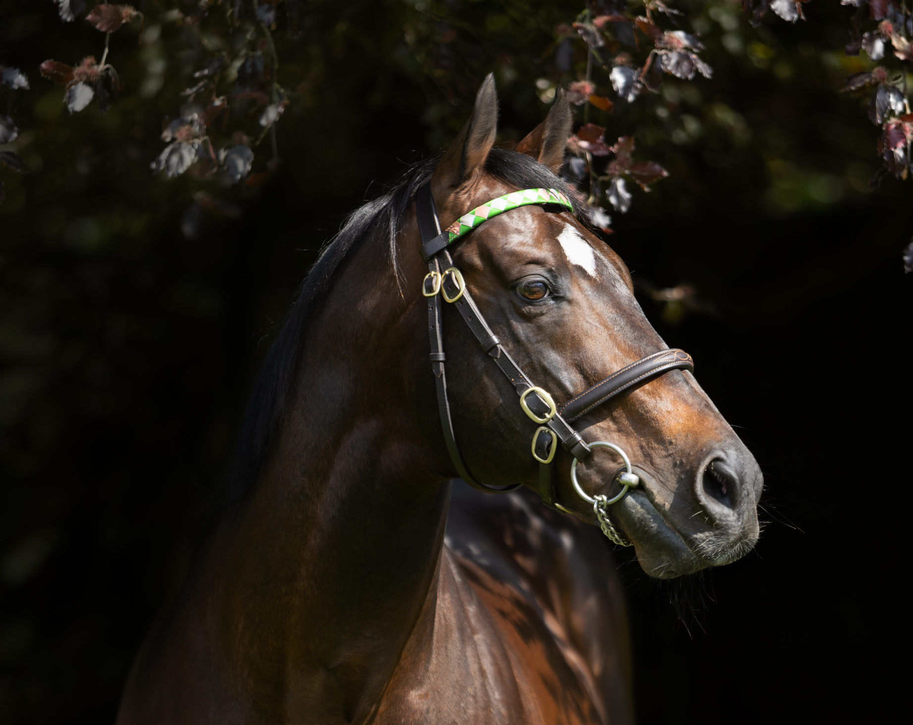 Oasis Dream - Juddmonte Stallion