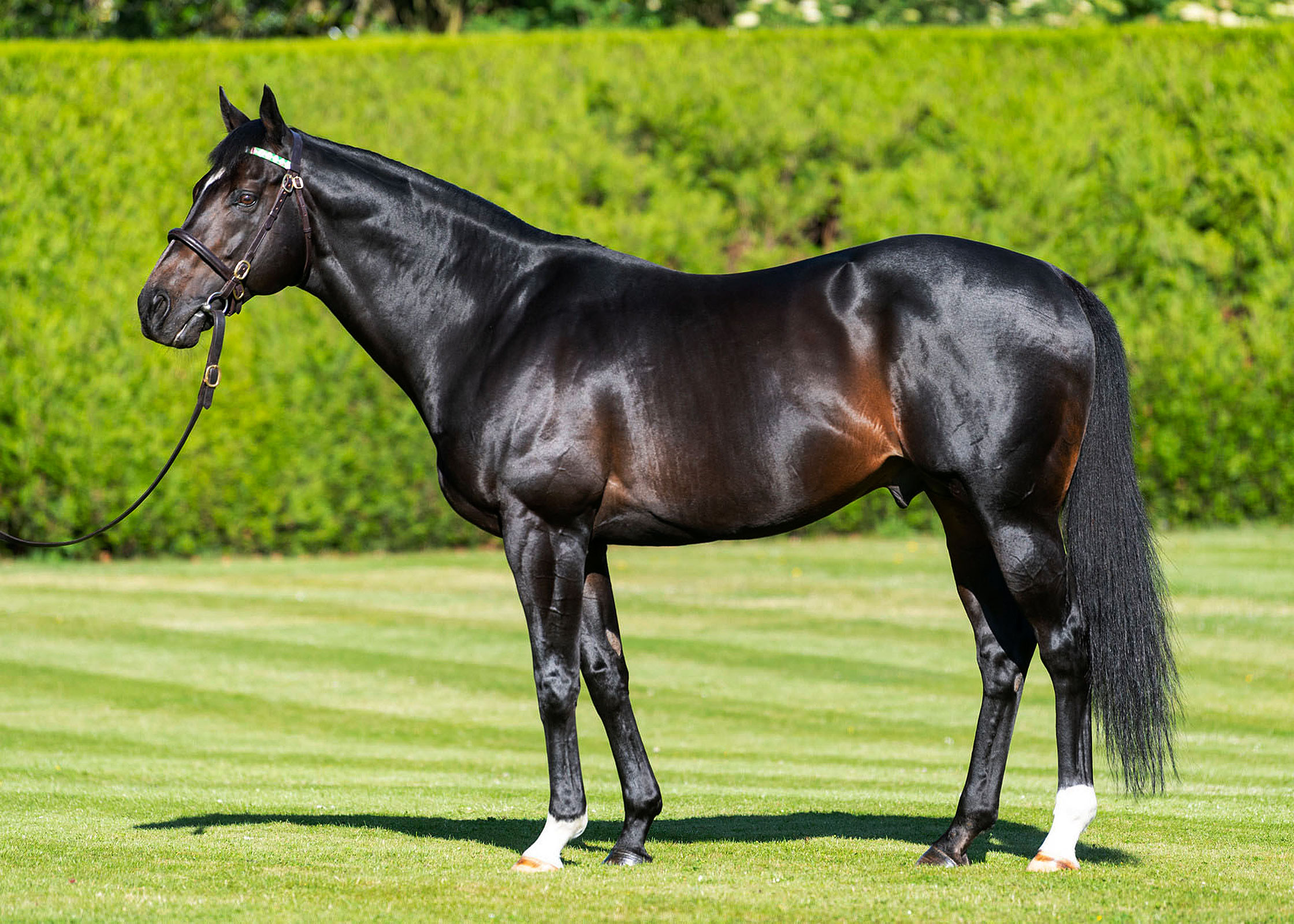 New Group winner for Bated Breath - Stallions 