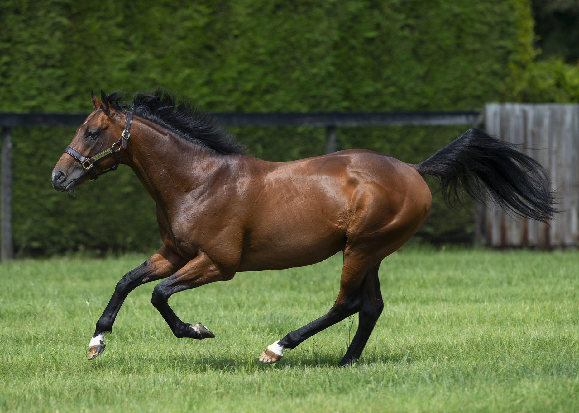 Tenth first crop winner for Expert Eye - Stallions 