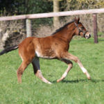 Swiss Range 21