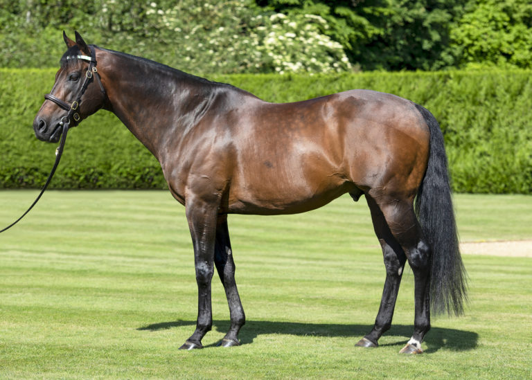 Yearlings Kingman Juddmonte Stallion