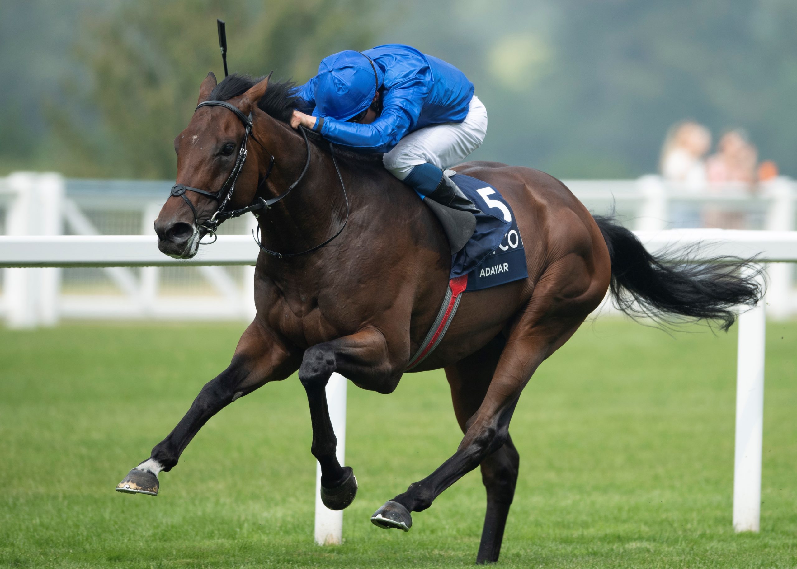 Adayar ranked the world's best 3YO - Stallions