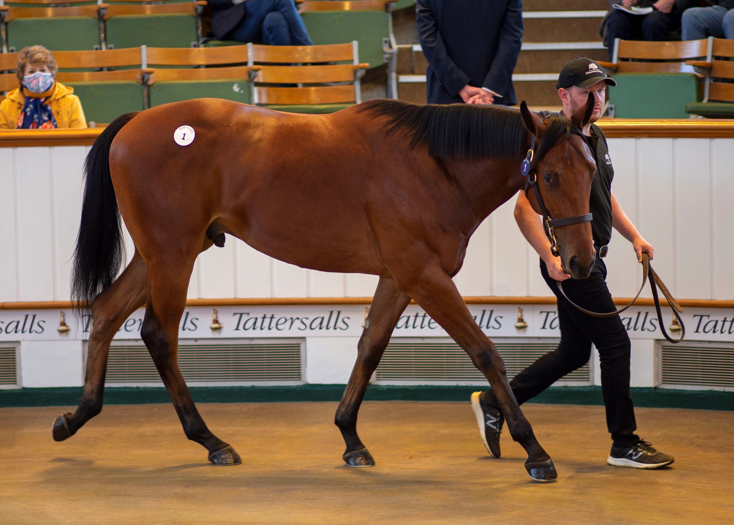 A strong opening day for Tattersalls Book 1 Stallions