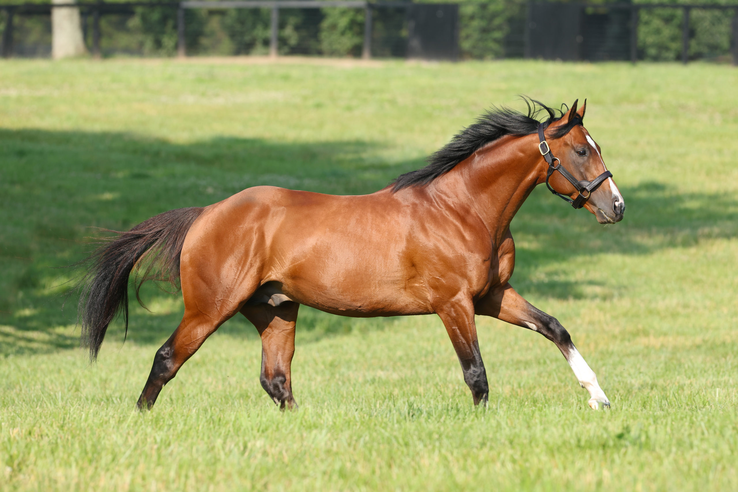 First foal for Mandaloun born - Stallions
