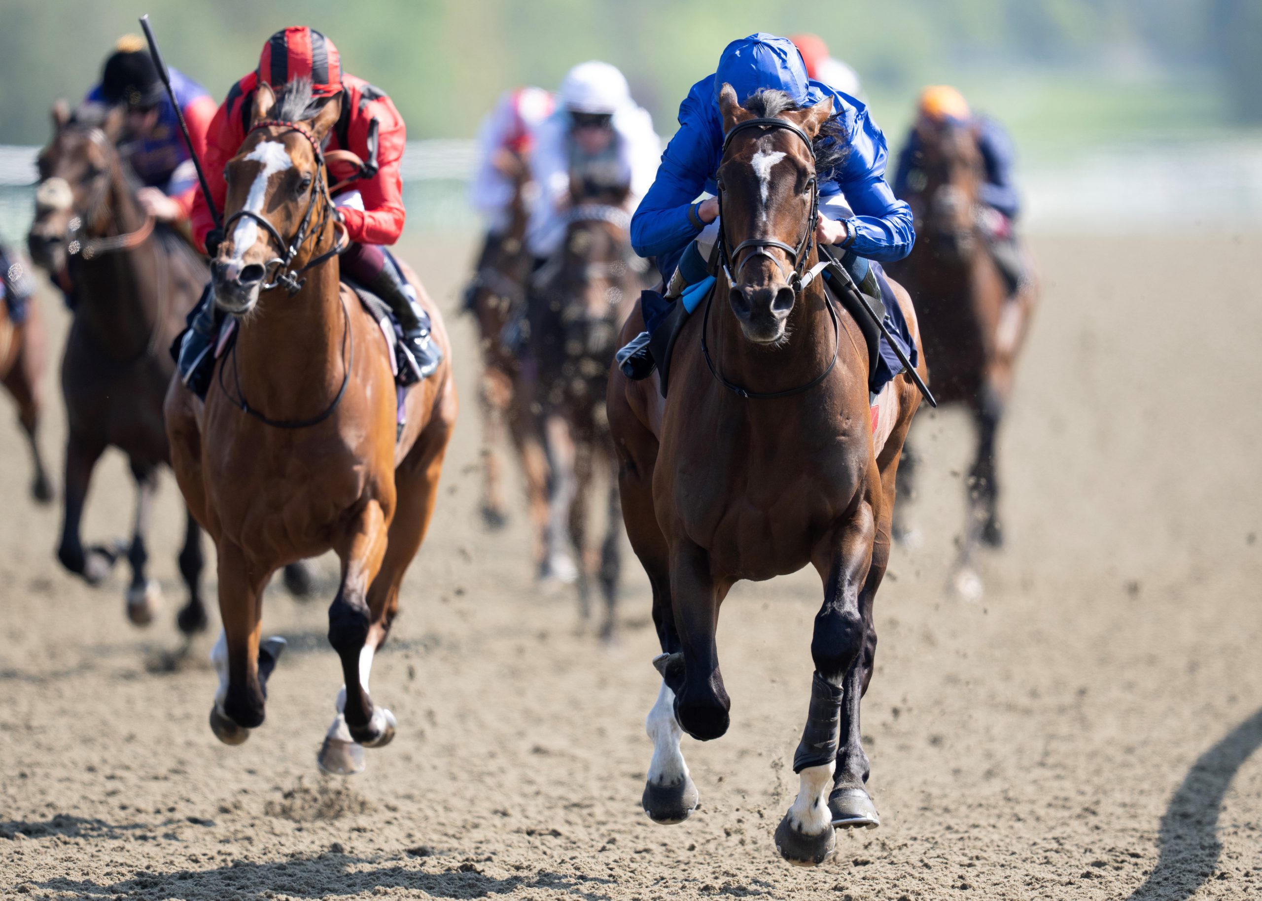 Hungarian Dog'S Impressive Field Trial Win - qnhonwq