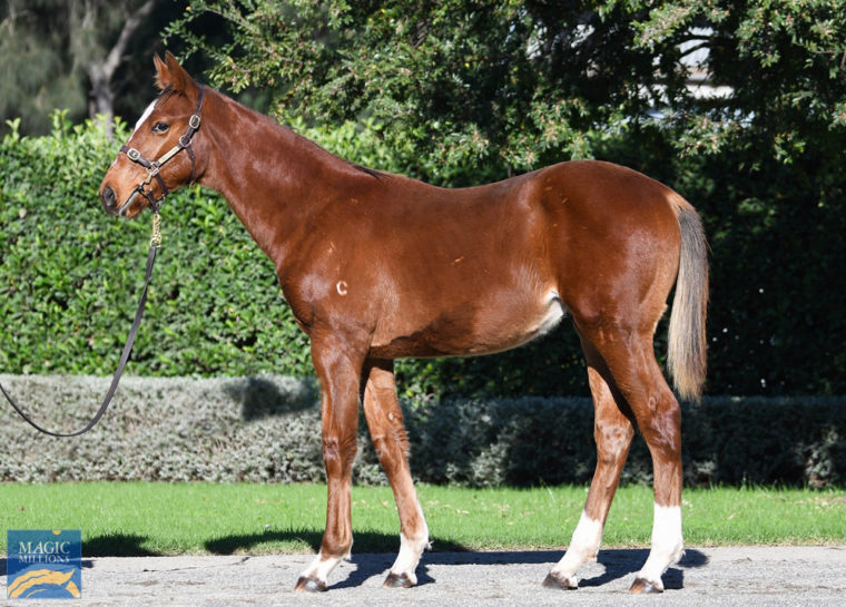 Lot-15-2023-c-Frankel-Amicus-